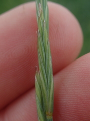 Elymus trachycaulus