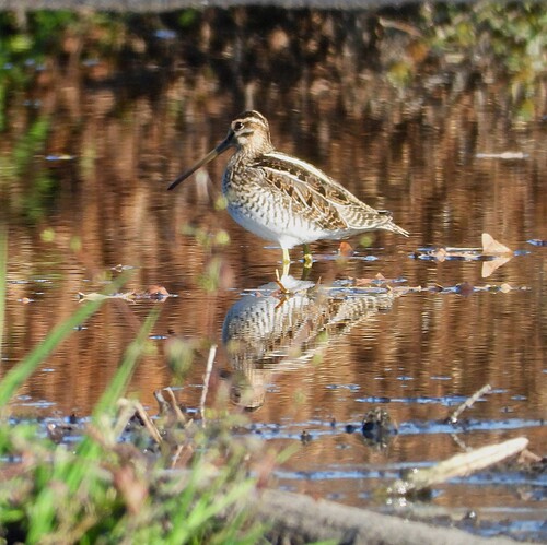 Common Snipe