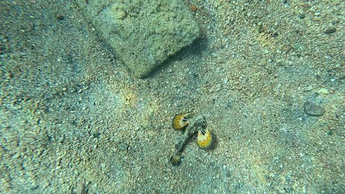 Inimicus filamentosus observed 2026-09-28