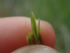 Elymus trachycaulus