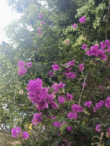 Bougainvillea glabra observed 2026-10-08