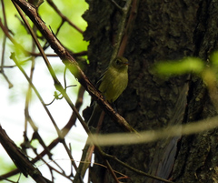 Empidonax flaviventris