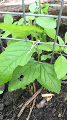 Magnoliopsida