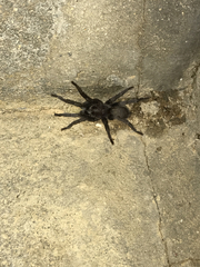 Chaetopelma olivaceum