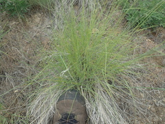 Elymus trachycaulus
