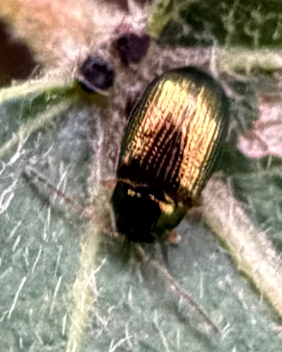 Crepidodera observed 2026-10-08