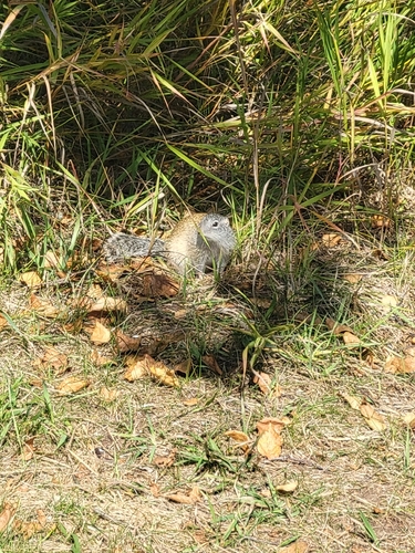 Franklin's Ground Squirrel observed by amack220
