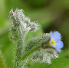 Myosotis arvensis
