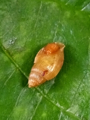 Varicella