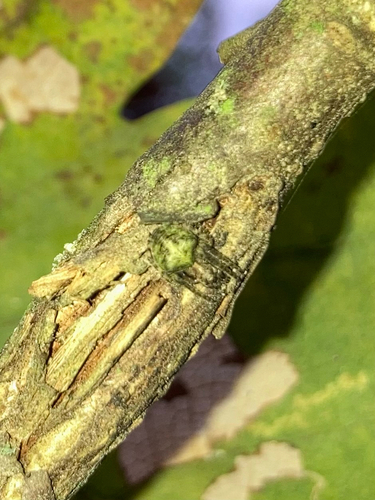 Humped orbweb spider