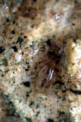 Gondogeneia microdeuteropa