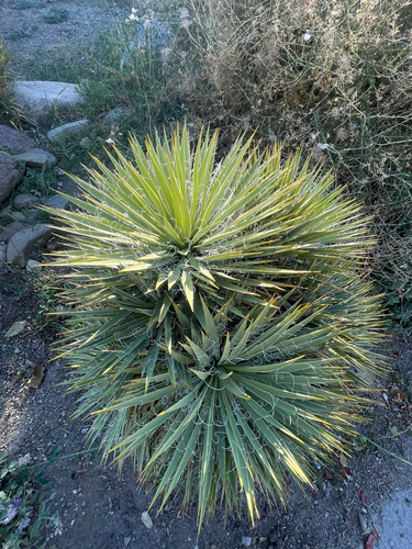 Dwarf Yucca