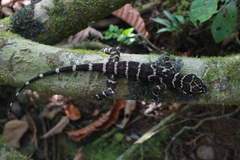 Cyrtodactylus consobrinus