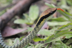 Dendrelaphis striatus