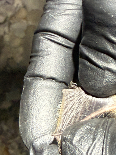 Fringed Myotis