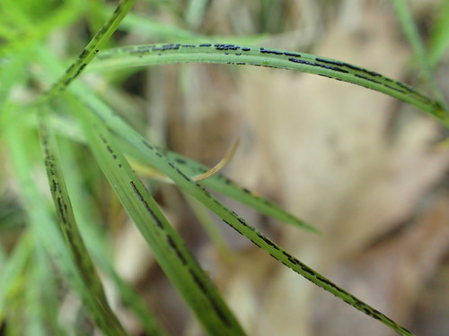Schizonella