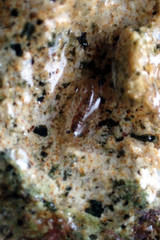 Gondogeneia microdeuteropa