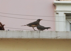 Turdus abyssinicus
