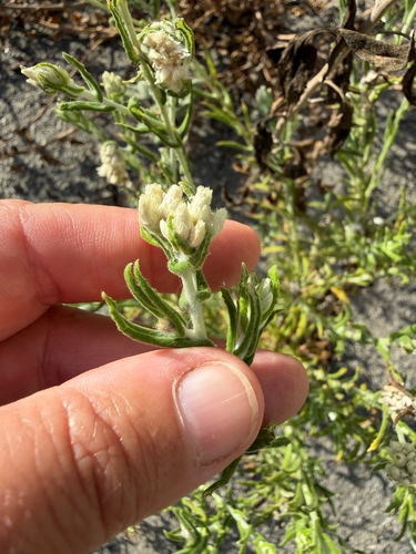Pseudognaphalium biolettii, 2026-10-08