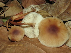Collybiopsis gibbosa