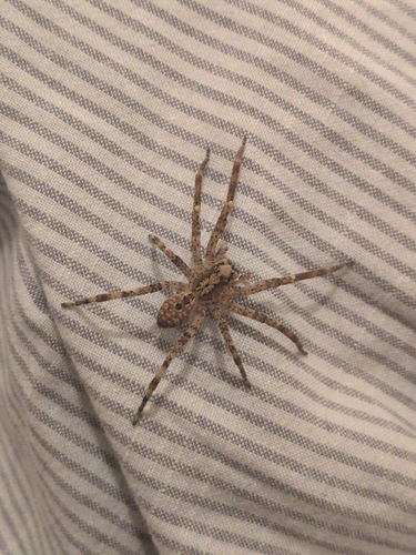 Mediterranean Spiny False Wolf Spider