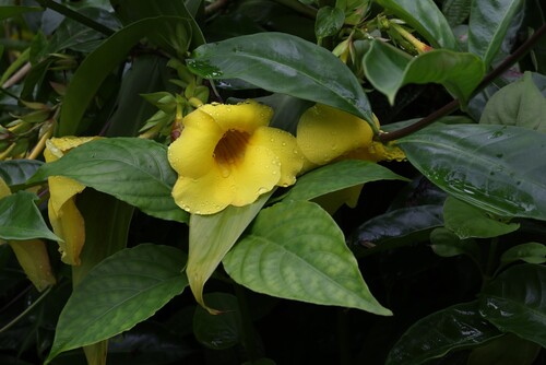 Allamanda cathartica observed 2026-09-17