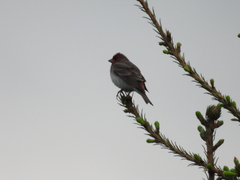 Carpodacus erythrinus