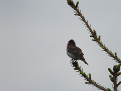 Carpodacus erythrinus