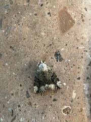 Catocala amica