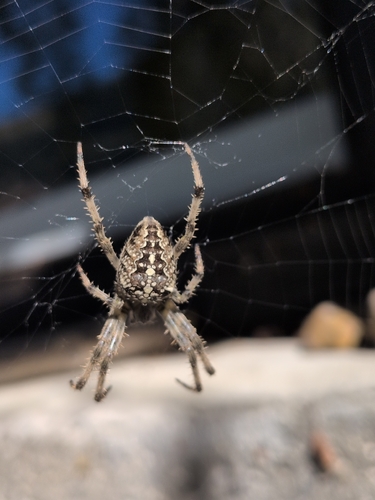 Cross Orbweaver