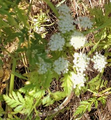 Torilis nodosa