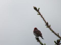 Carpodacus erythrinus