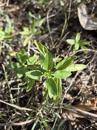 Mealy Blue Sage