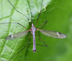 Tipula luna