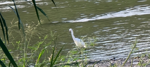 Snowy Egret