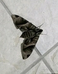Image of Eumorpha obliquus