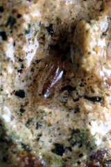 Gondogeneia microdeuteropa