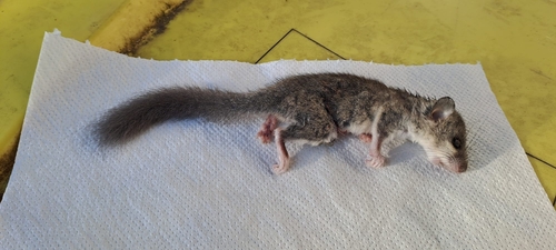 European Fat Dormouse