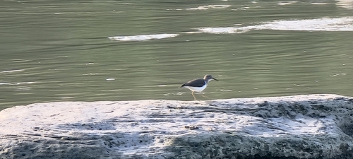 Spotted Sandpiper