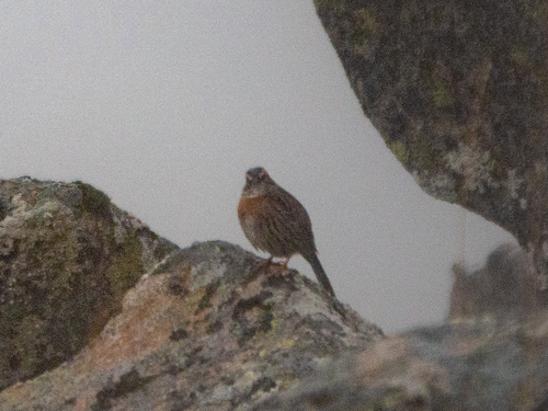 Prunella strophiata observed 2026-09-28