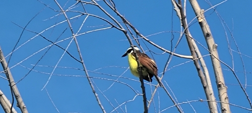 Great Kiskadee