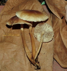 Collybiopsis gibbosa