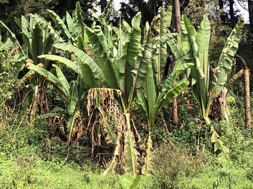 Ensete ventricosum