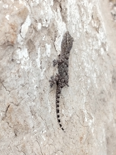 Moorish Gecko