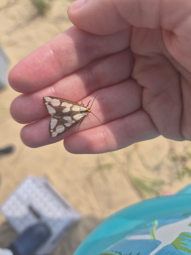 Confused Haploa Moth