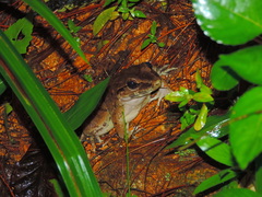 Limnonectes macrodon