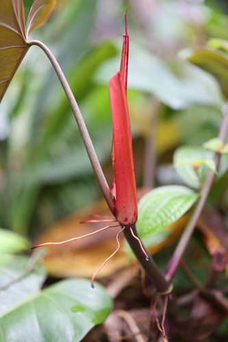 Philodendron erubescens observed 2026-09-17