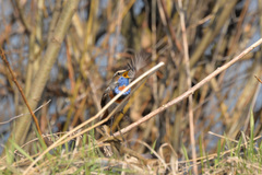 Luscinia svecica svecica