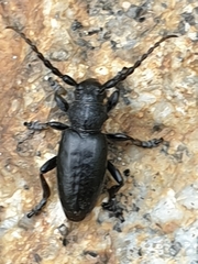 Dorcadion fuliginator