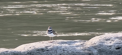Killdeer